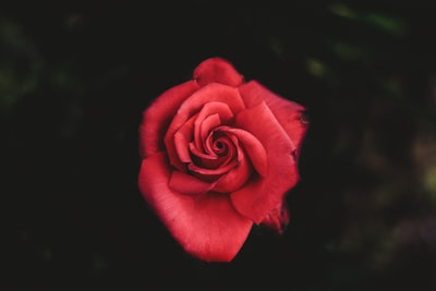 选择聚焦摄影的红玫瑰
